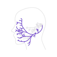 구안와사 안면 근육마비